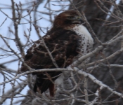 20150125 Eagle P08